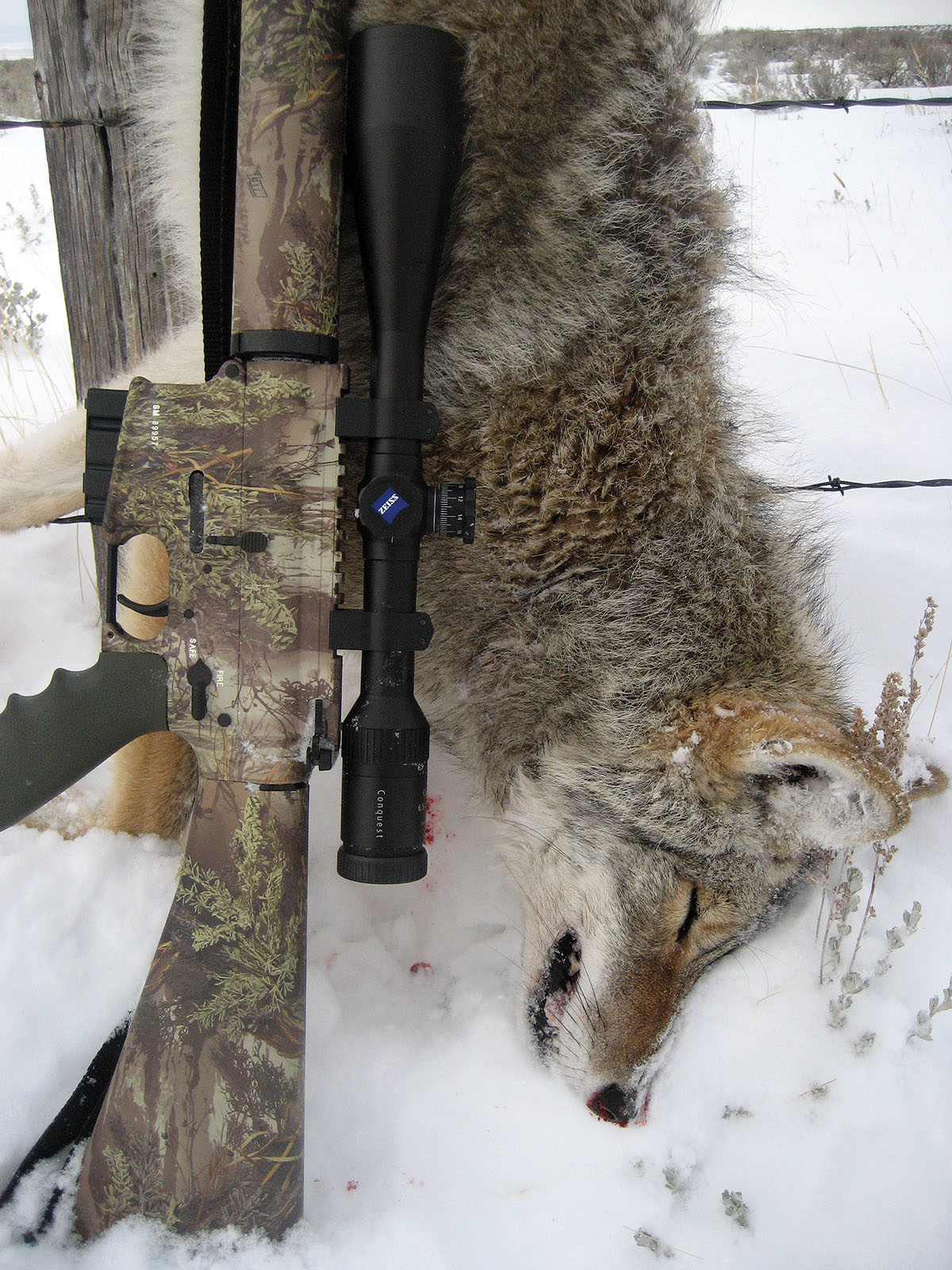 Coyote hunters are increasingly using ARs for their dog hunting. This one is a Smith & Wesson .223 Remington shooting 69-grain bullets.